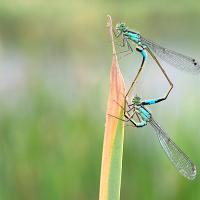 Blue-Tailed Damselflies mating 9 OLYMPUS DIGITAL CAMERA